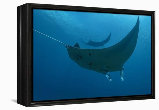 Indonesia, West Papua, Raja Ampat. Underneath two manta rays.-Jaynes Gallery-Framed Premier Image Canvas