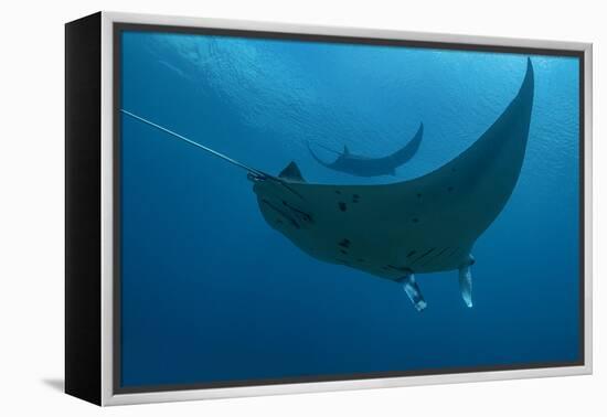 Indonesia, West Papua, Raja Ampat. Underneath two manta rays.-Jaynes Gallery-Framed Premier Image Canvas