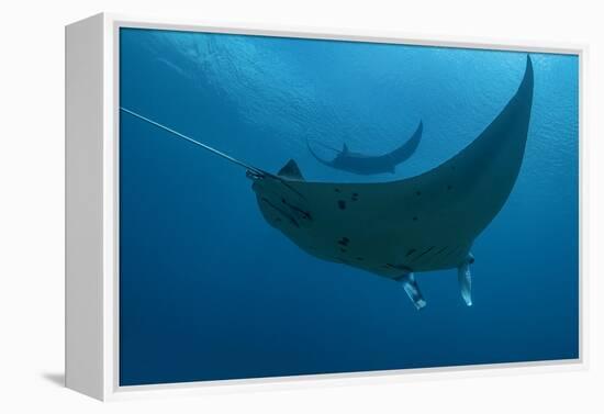 Indonesia, West Papua, Raja Ampat. Underneath two manta rays.-Jaynes Gallery-Framed Premier Image Canvas