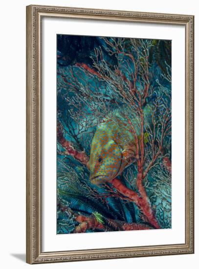 Indonesia, West Papua, Raja Ampat-Jaynes Gallery-Framed Photographic Print