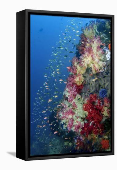 Indonesia, West Papua, Triton Bay. Coral Reef Scenic-Jaynes Gallery-Framed Premier Image Canvas