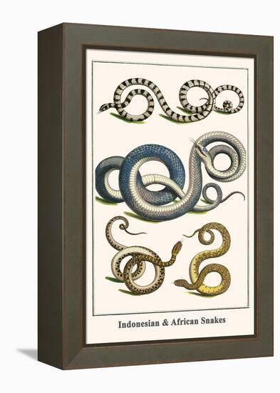 Indonesian and African Snakes-Albertus Seba-Framed Stretched Canvas