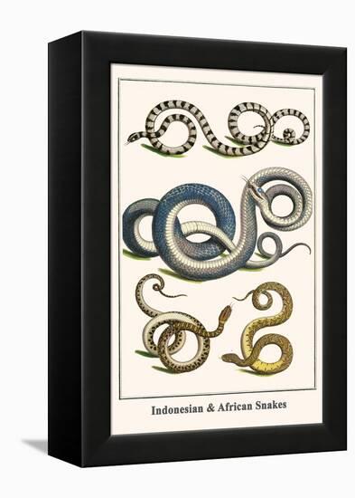 Indonesian and African Snakes-Albertus Seba-Framed Stretched Canvas