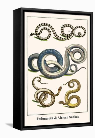 Indonesian and African Snakes-Albertus Seba-Framed Stretched Canvas