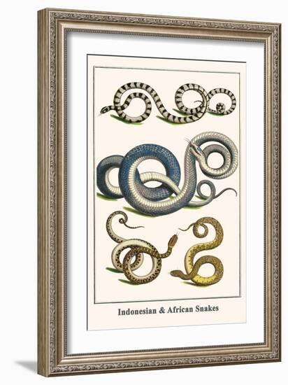 Indonesian and African Snakes-Albertus Seba-Framed Art Print