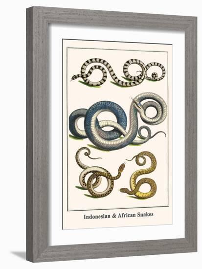 Indonesian and African Snakes-Albertus Seba-Framed Art Print