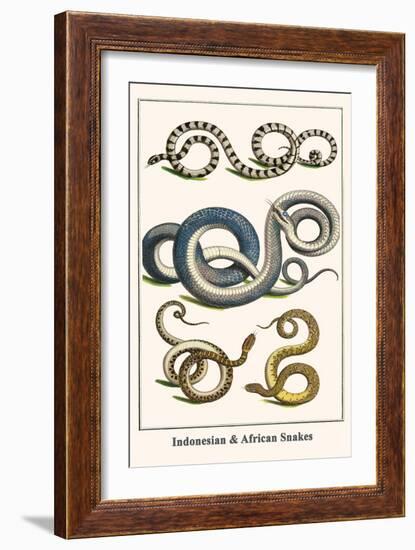 Indonesian and African Snakes-Albertus Seba-Framed Art Print