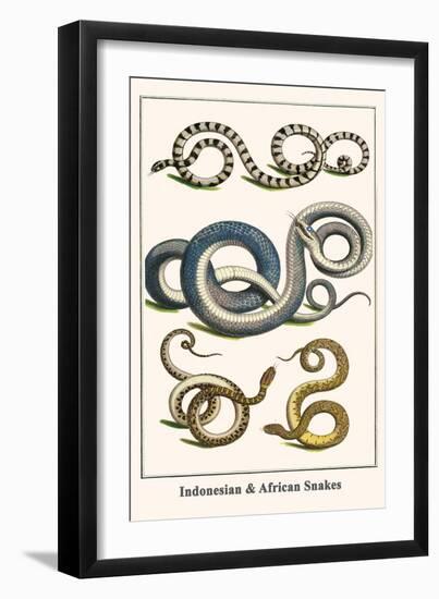 Indonesian and African Snakes-Albertus Seba-Framed Art Print