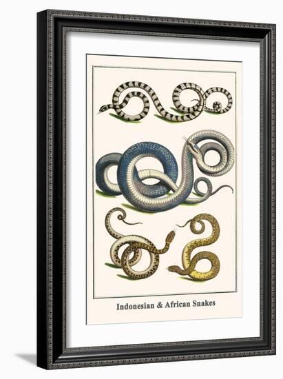 Indonesian and African Snakes-Albertus Seba-Framed Art Print