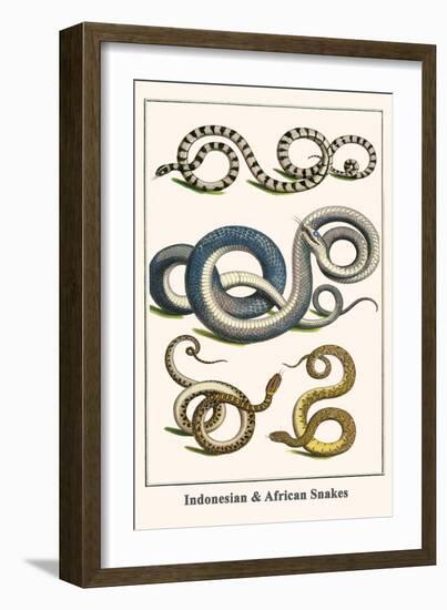 Indonesian and African Snakes-Albertus Seba-Framed Premium Giclee Print