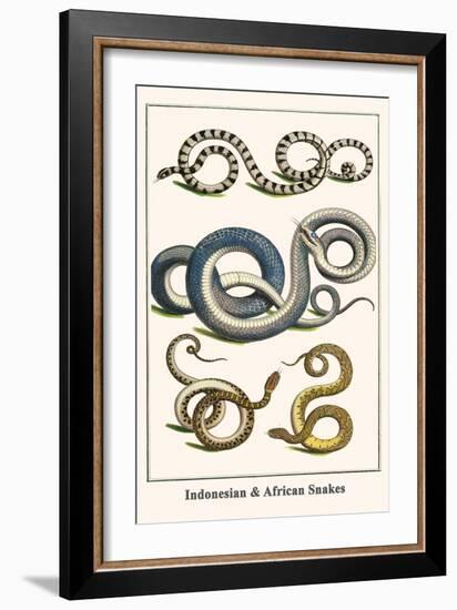 Indonesian and African Snakes-Albertus Seba-Framed Premium Giclee Print