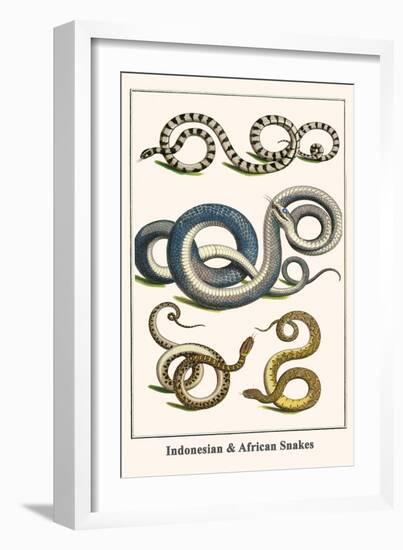 Indonesian and African Snakes-Albertus Seba-Framed Premium Giclee Print