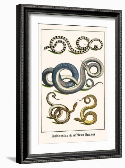 Indonesian and African Snakes-Albertus Seba-Framed Premium Giclee Print
