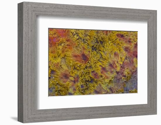 Indonesian Flame Agate-Darrell Gulin-Framed Photographic Print