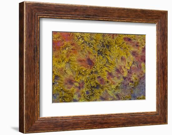 Indonesian Flame Agate-Darrell Gulin-Framed Photographic Print