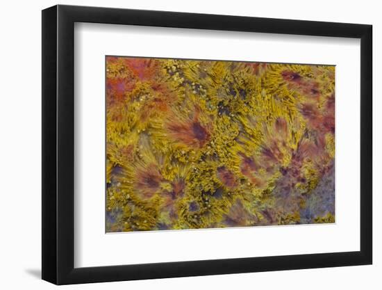 Indonesian Flame Agate-Darrell Gulin-Framed Photographic Print