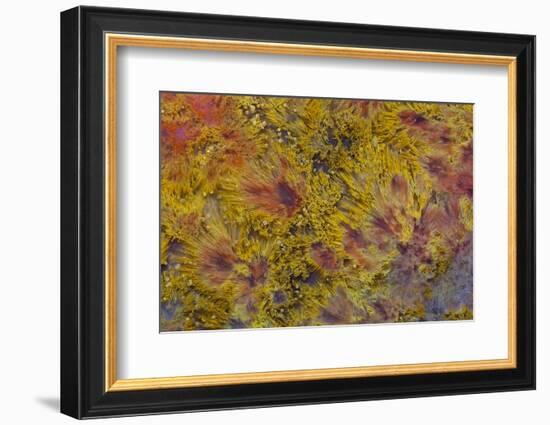 Indonesian Flame Agate-Darrell Gulin-Framed Photographic Print