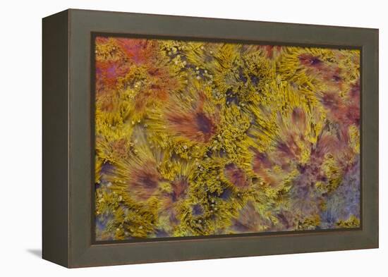 Indonesian Flame Agate-Darrell Gulin-Framed Premier Image Canvas