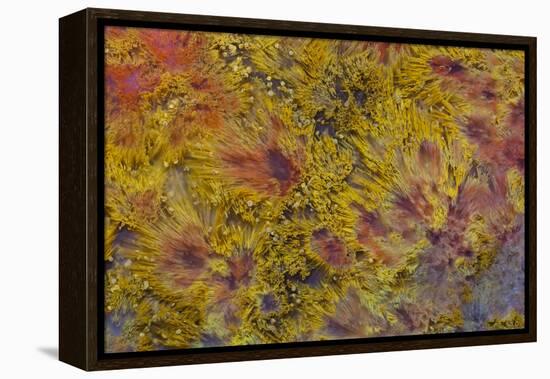 Indonesian Flame Agate-Darrell Gulin-Framed Premier Image Canvas