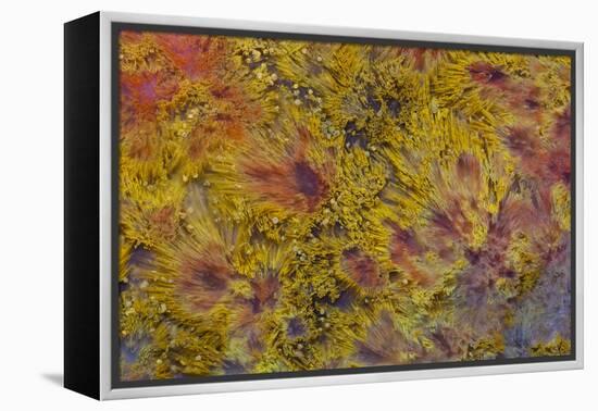 Indonesian Flame Agate-Darrell Gulin-Framed Premier Image Canvas