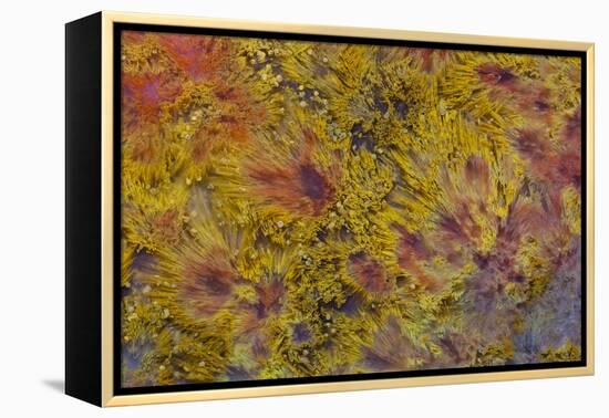 Indonesian Flame Agate-Darrell Gulin-Framed Premier Image Canvas