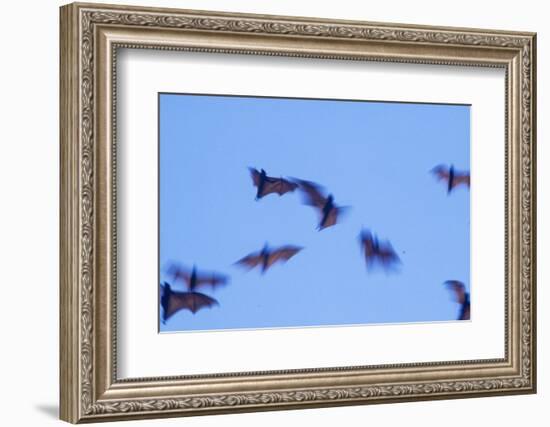 Indonesian short-nosed fruit bat, Komodo Island, Indonesia-Stuart Westmorland-Framed Photographic Print