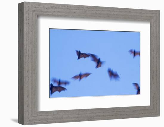 Indonesian short-nosed fruit bat, Komodo Island, Indonesia-Stuart Westmorland-Framed Photographic Print