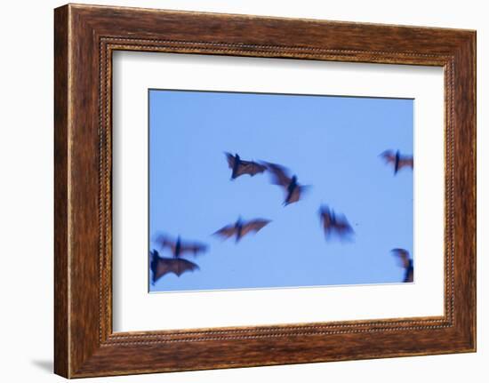 Indonesian short-nosed fruit bat, Komodo Island, Indonesia-Stuart Westmorland-Framed Photographic Print