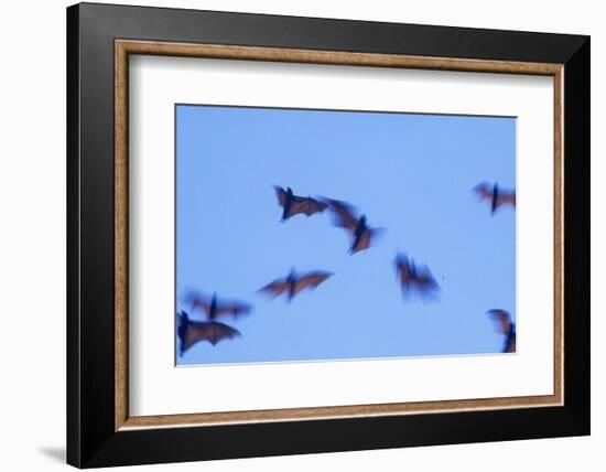 Indonesian short-nosed fruit bat, Komodo Island, Indonesia-Stuart Westmorland-Framed Photographic Print