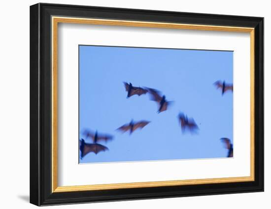 Indonesian short-nosed fruit bat, Komodo Island, Indonesia-Stuart Westmorland-Framed Photographic Print