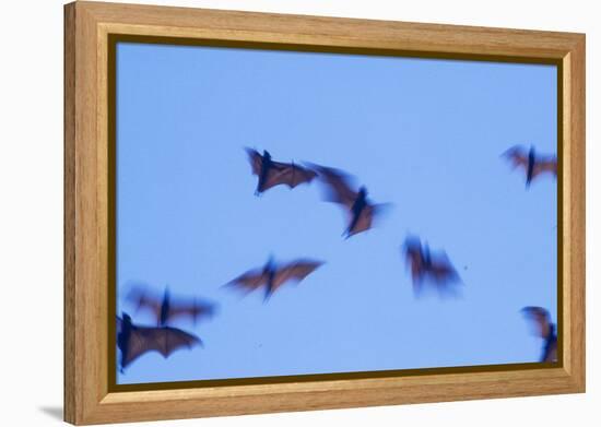 Indonesian short-nosed fruit bat, Komodo Island, Indonesia-Stuart Westmorland-Framed Premier Image Canvas