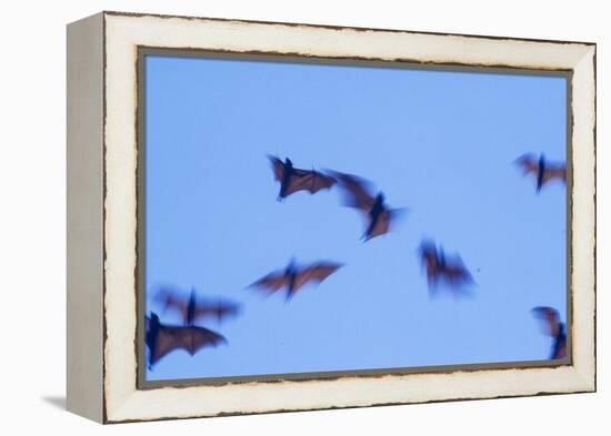 Indonesian short-nosed fruit bat, Komodo Island, Indonesia-Stuart Westmorland-Framed Premier Image Canvas