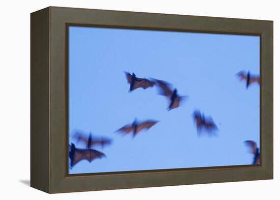 Indonesian short-nosed fruit bat, Komodo Island, Indonesia-Stuart Westmorland-Framed Premier Image Canvas