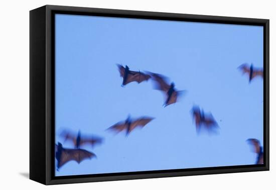 Indonesian short-nosed fruit bat, Komodo Island, Indonesia-Stuart Westmorland-Framed Premier Image Canvas