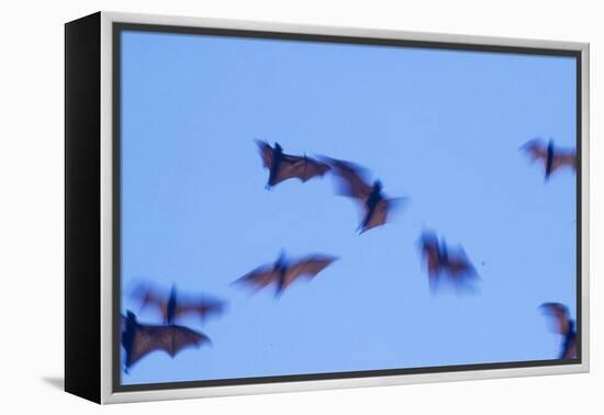 Indonesian short-nosed fruit bat, Komodo Island, Indonesia-Stuart Westmorland-Framed Premier Image Canvas