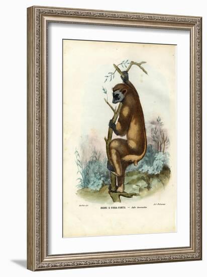 Indri, 1863-79-Raimundo Petraroja-Framed Giclee Print