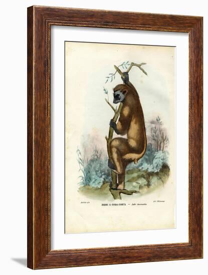 Indri, 1863-79-Raimundo Petraroja-Framed Giclee Print