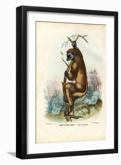 Indri, 1863-79-Raimundo Petraroja-Framed Giclee Print