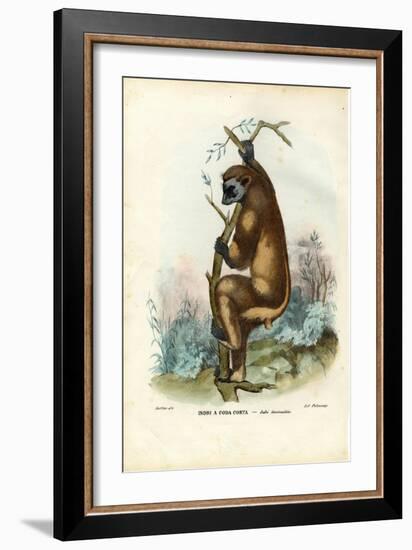 Indri, 1863-79-Raimundo Petraroja-Framed Giclee Print