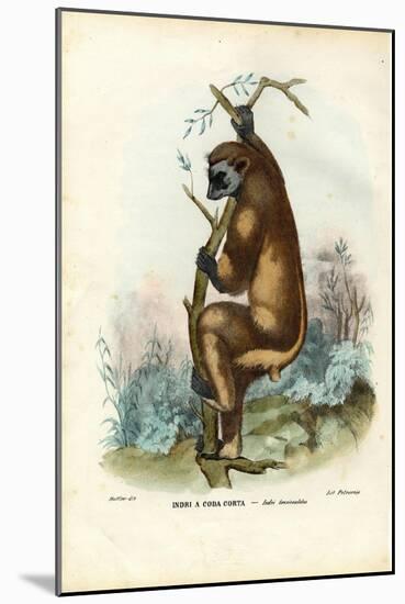 Indri, 1863-79-Raimundo Petraroja-Mounted Giclee Print