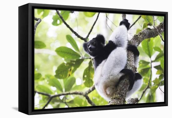 Indri (Babakoto) (Indri Indri), a Large Lemur in Perinet Reserve, Andasibe-Mantadia National Park-Matthew Williams-Ellis-Framed Premier Image Canvas