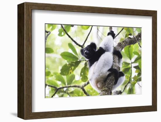 Indri (Babakoto) (Indri Indri), a Large Lemur in Perinet Reserve, Andasibe-Mantadia National Park-Matthew Williams-Ellis-Framed Photographic Print