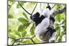 Indri (Babakoto) (Indri Indri), a Large Lemur in Perinet Reserve, Andasibe-Mantadia National Park-Matthew Williams-Ellis-Mounted Photographic Print