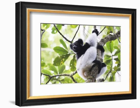 Indri (Babakoto) (Indri Indri), a Large Lemur in Perinet Reserve, Andasibe-Mantadia National Park-Matthew Williams-Ellis-Framed Photographic Print