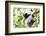 Indri (Babakoto) (Indri Indri), a Large Lemur in Perinet Reserve, Andasibe-Mantadia National Park-Matthew Williams-Ellis-Framed Photographic Print