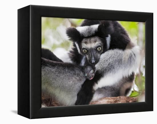 Indri (Indri Indri) Grooming Baby In Rainforest, East-Madagascar, Africa-Konrad Wothe-Framed Premier Image Canvas