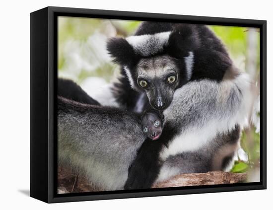 Indri (Indri Indri) Grooming Baby In Rainforest, East-Madagascar, Africa-Konrad Wothe-Framed Premier Image Canvas