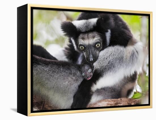 Indri (Indri Indri) Grooming Baby In Rainforest, East-Madagascar, Africa-Konrad Wothe-Framed Premier Image Canvas