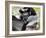 Indri (Indri Indri) Grooming Baby In Rainforest, East-Madagascar, Africa-Konrad Wothe-Framed Photographic Print