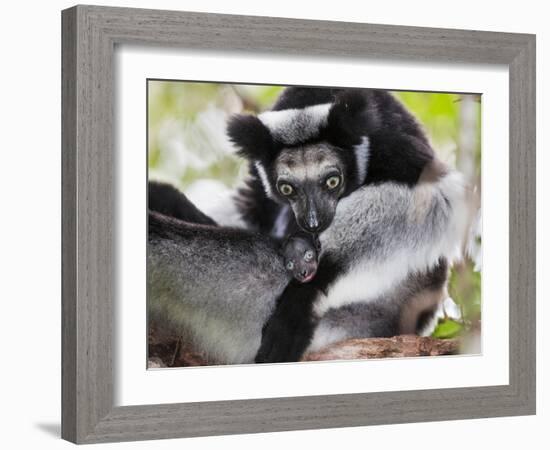 Indri (Indri Indri) Grooming Baby In Rainforest, East-Madagascar, Africa-Konrad Wothe-Framed Photographic Print